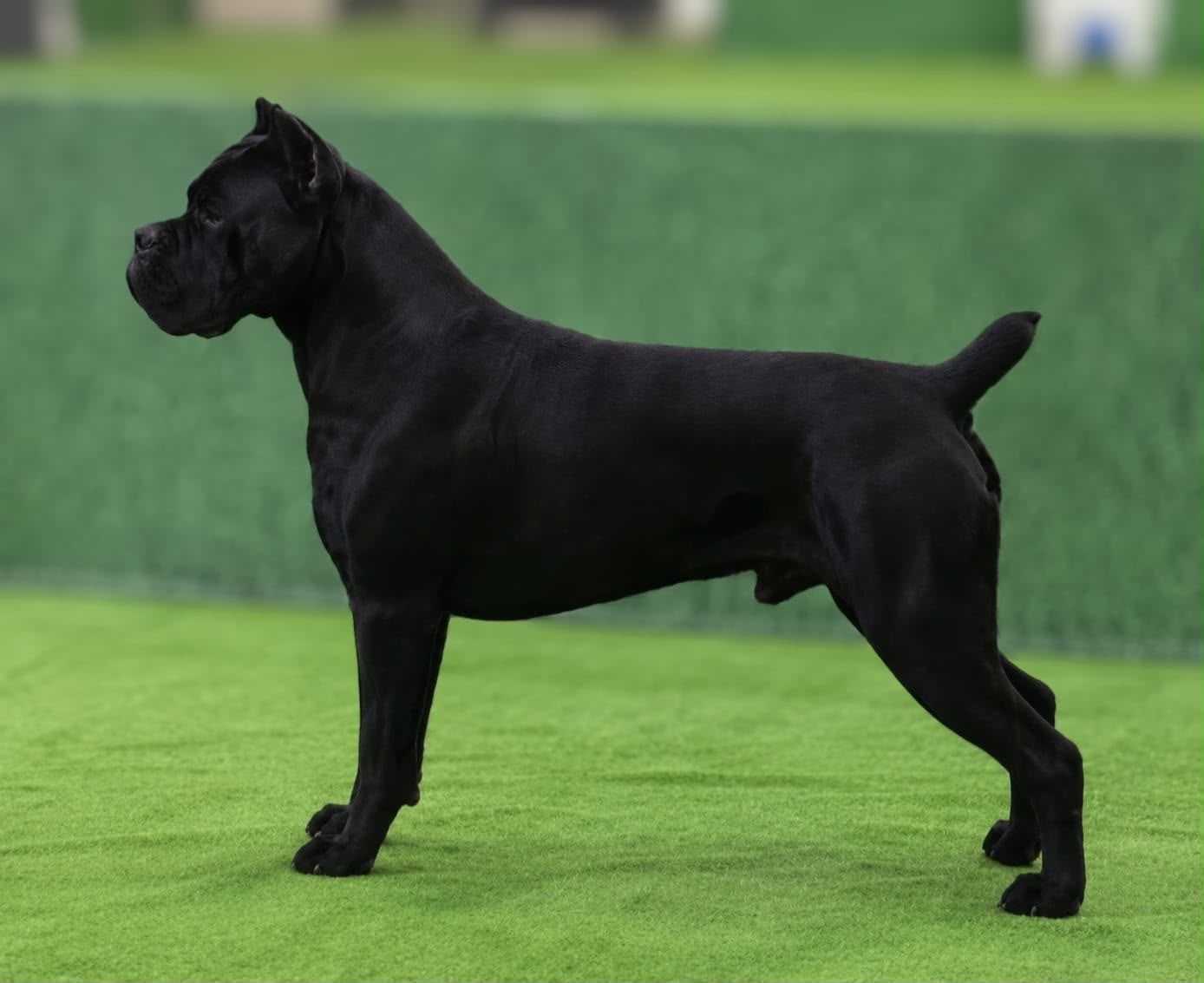 Benito