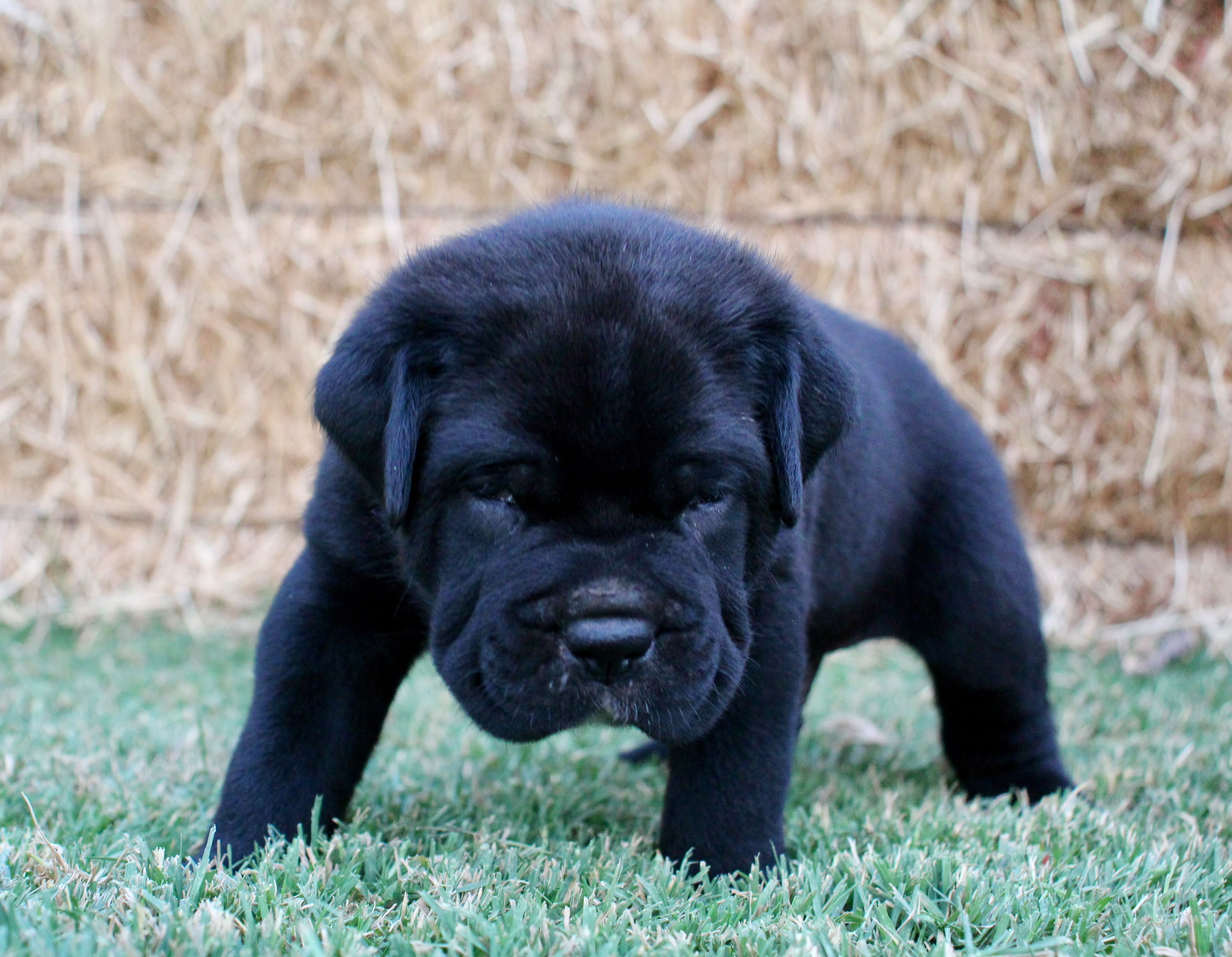 Benito
